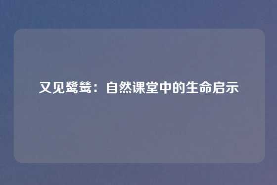 又见鹭鸶：自然课堂中的生命启示
